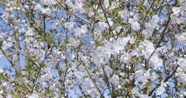 樱花、白苹果树开花细节特写